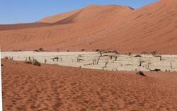 Dead Vlei